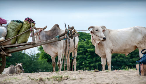 Horses standing in ranch against sky