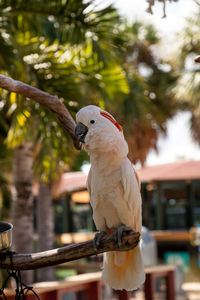 Salmon-crested cockatoo cacatua moluccensis is endemic to the seram archipelago in eastern indonesia