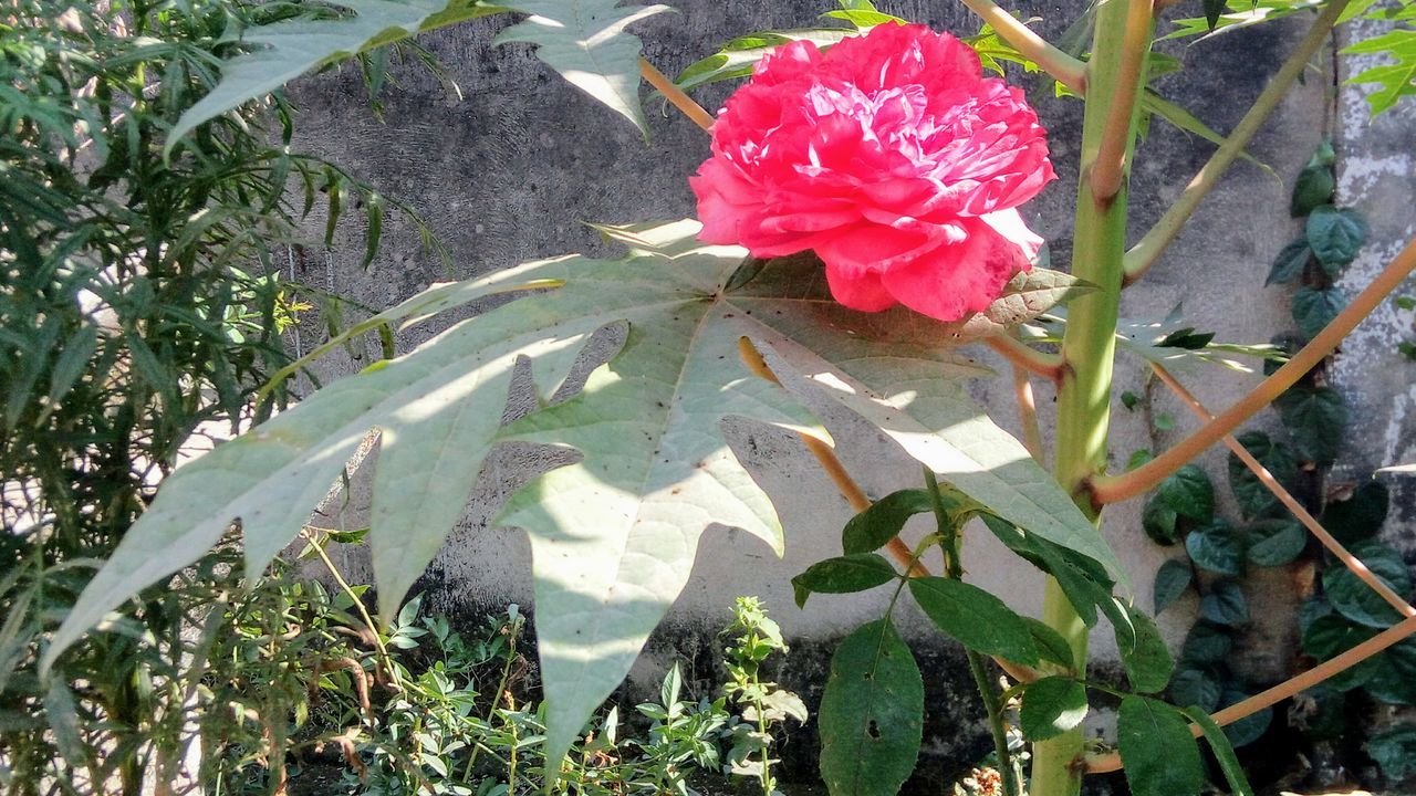 Flowers with giant leaves