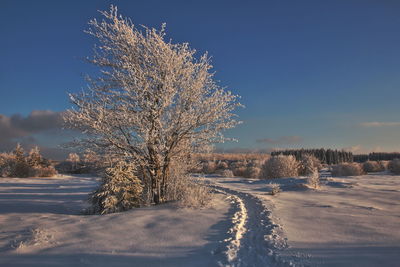 Winter is coming at the national park eifel germany europe