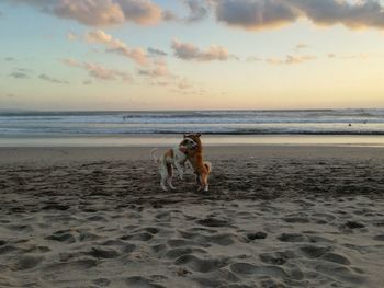 Dog walking on beach against sky during sunset