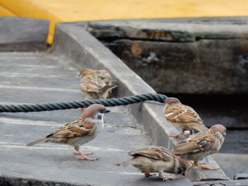 Sparrows perching on roof