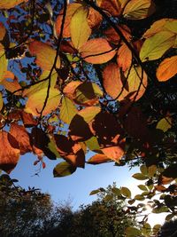 Low angle view of trees