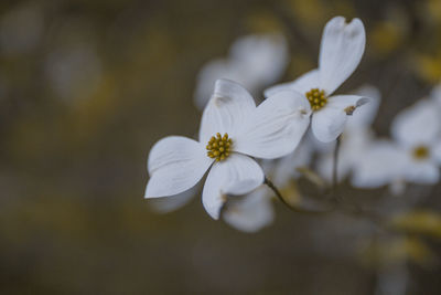 Close-up of flowers