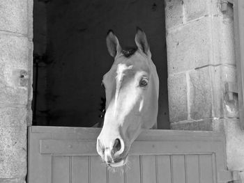 Horse in stable