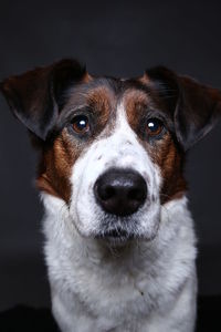 Close-up portrait of dog against black background