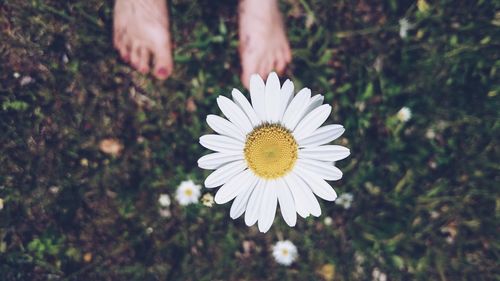 Close-up of hand holding daisy