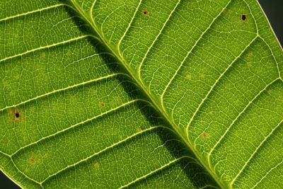 Full frame shot of leaf