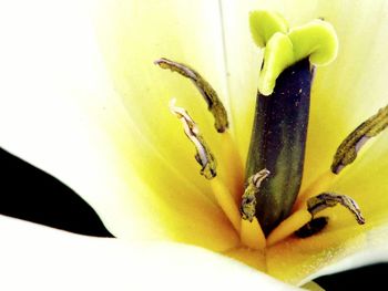 Close-up of yellow flower