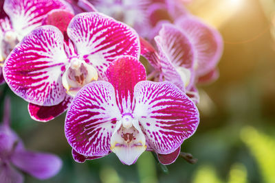 Close-up of pink orchids on plant