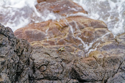 High angle view of crab on rocky shore