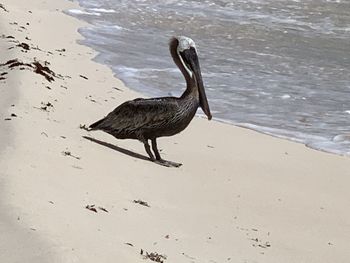 High angle view of bird on beach