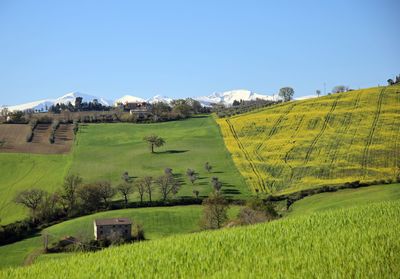 Scenic view of agricultural field against clear blue sky