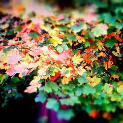 Close-up of leaves on twig