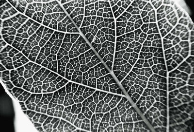 Full frame shot of dry leaf