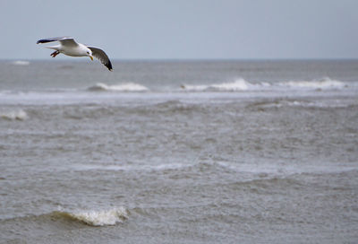 Seagull flying over sea