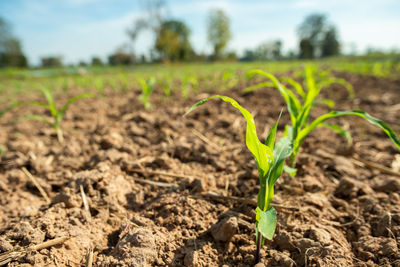 Plant growing on field