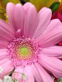 Close-up of pink flower blooming outdoors