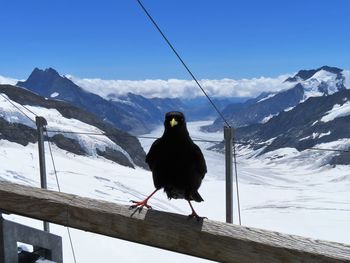 Bird perching on snow covered mountain against sky