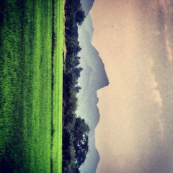 Scenic view of field against sky