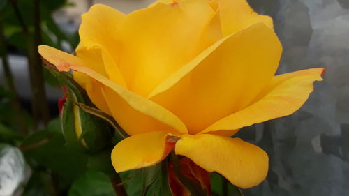 Close-up of yellow rose