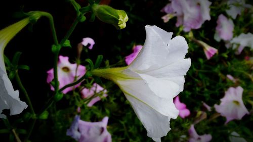 flowering plant