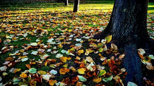Close-up of autumn leaves on field
