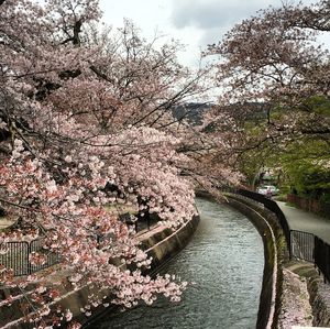 Pink cherry blossoms in river