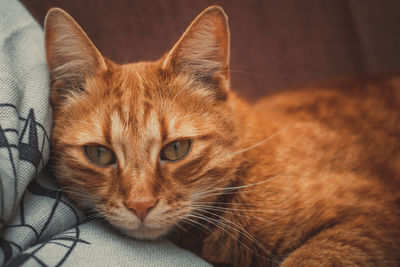 Close-up portrait of a cat