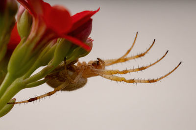 Close-up of insect on red flower