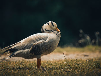 Close-up of bird on field