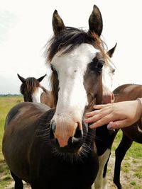 Foal enjoying being cuddled