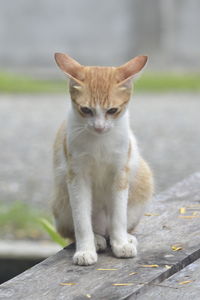 Portrait of cat sitting outdoors