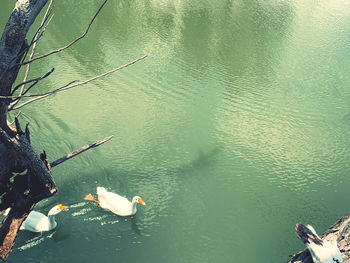 High angle view of fish swimming in lake