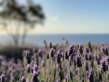 Close-up of purple flowering plants on field