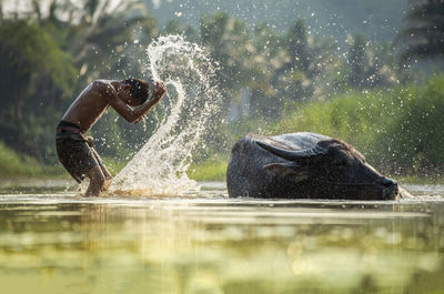 Boy splashing water by buffalo in river