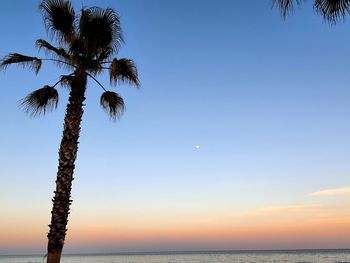 Palmera en el mar mediterráneo en estepona