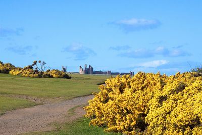 Plants on field against sky