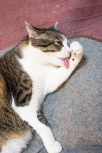 High angle view of cat sleeping
