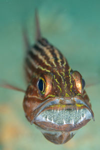 Close-up of fish swimming in sea