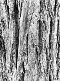 Full frame shot of tree trunk