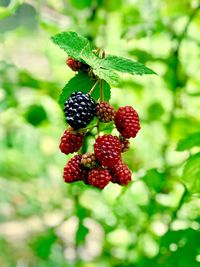 Close-up of strawberries on plant