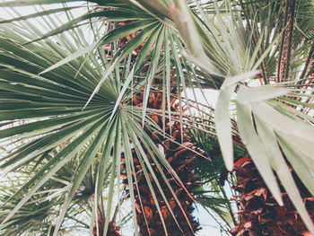 Close-up of palm trees