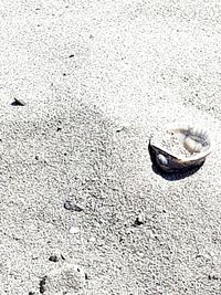 High angle view of shells on sand