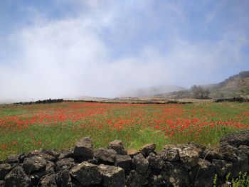 Scenic view of field against sky