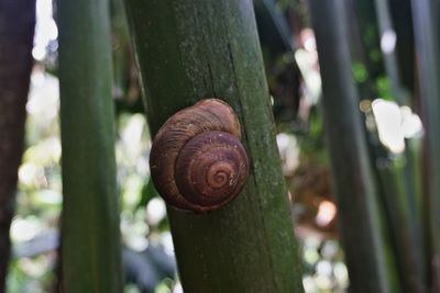 Close-up of snail on tree trunk