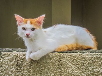 Portrait of cat sitting on floor