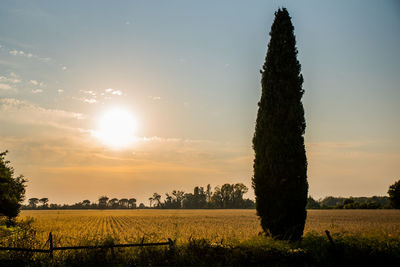 Scenic view of agricultural field against sky during sunset