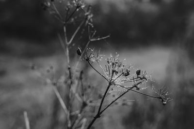 Close-up of wilted plant on field