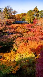 Scenic view of autumnal trees by road against sky